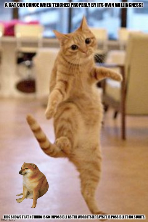cats Memes & GIFs Imgflip