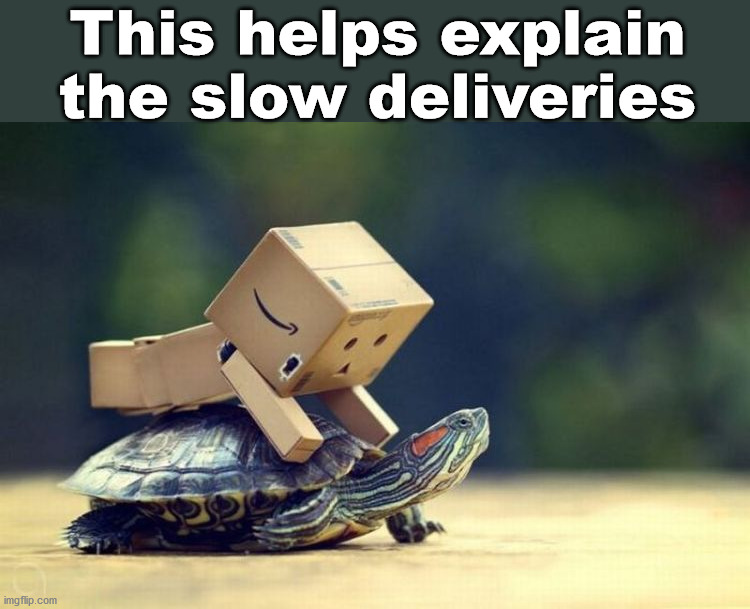 turtle Memes & GIFs Imgflip