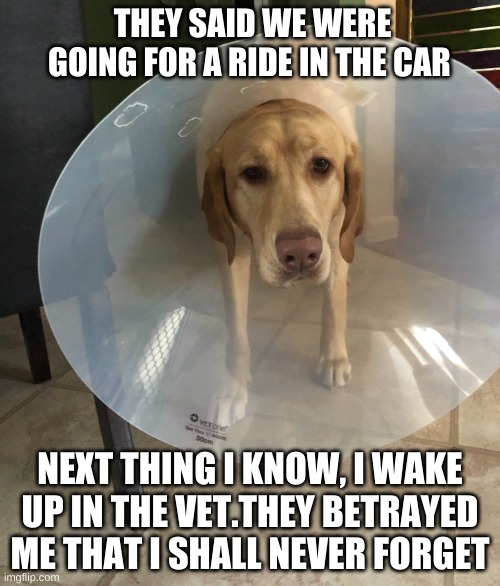 Dog in cone meme (guilt) Imgflip