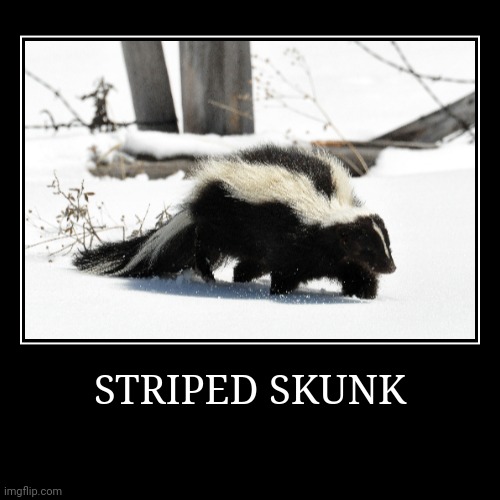 skunk Memes & GIFs Imgflip