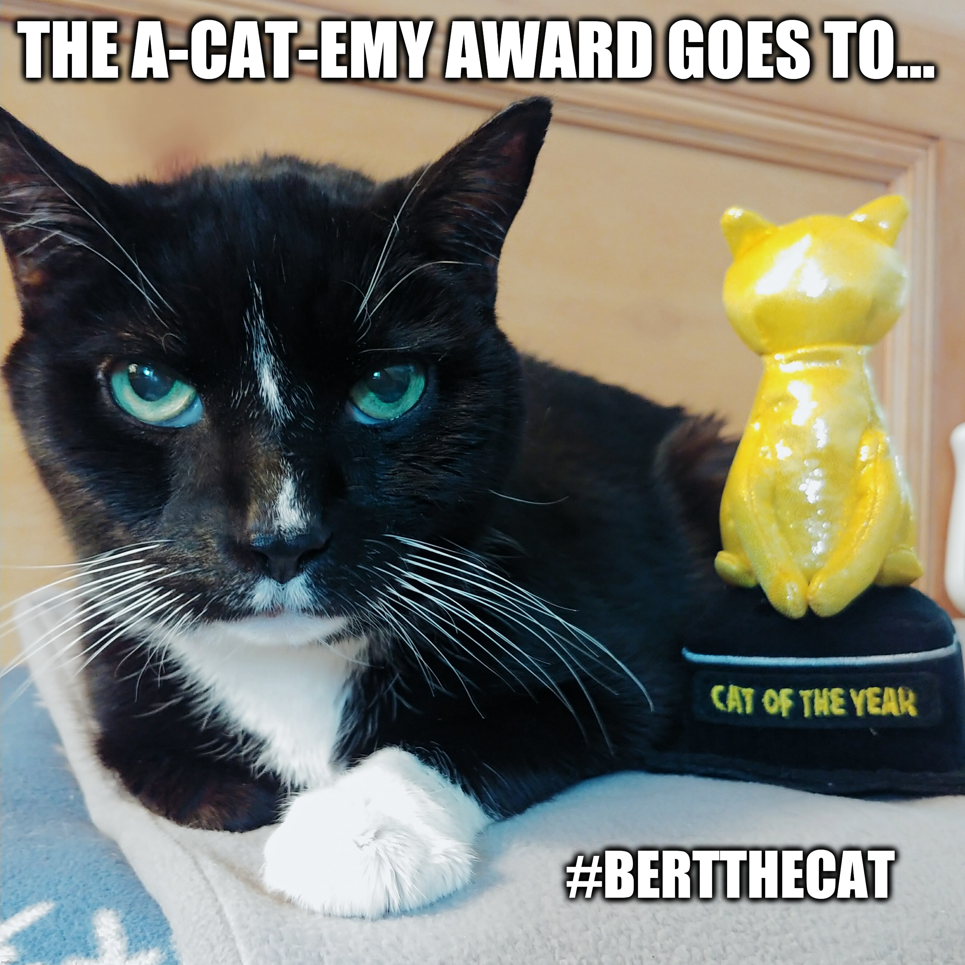 Cat Award Imgflip