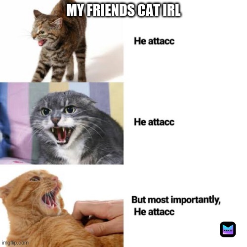 Why Cats Are Worse Than Dogs