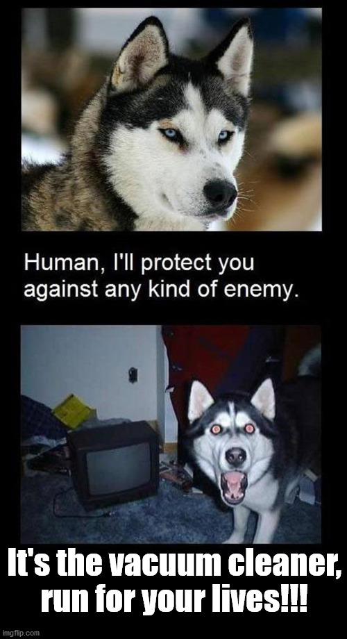 Image tagged in dogs Imgflip