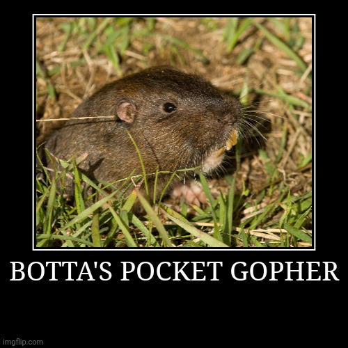 Botta's Pocket Gopher Imgflip