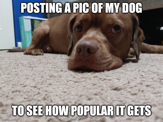 Cute dog Imgflip
