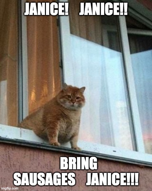 Chonk Cat Janice! Imgflip