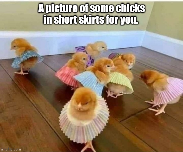 Young chicks. Imgflip