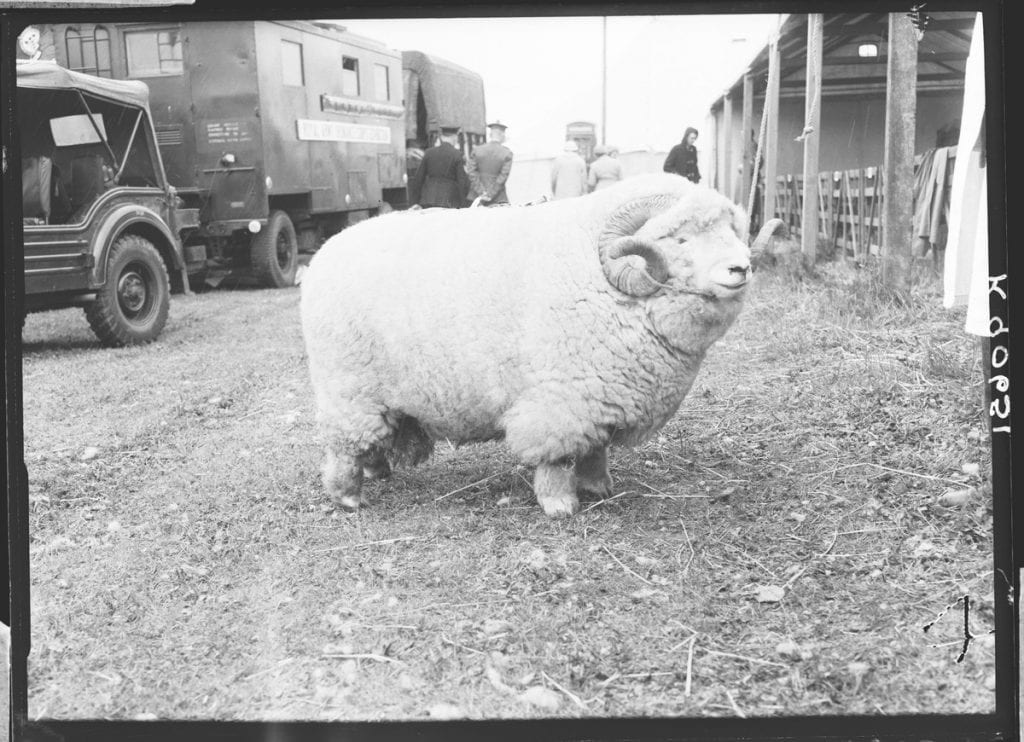 absolute unit sheep Blank Template Imgflip