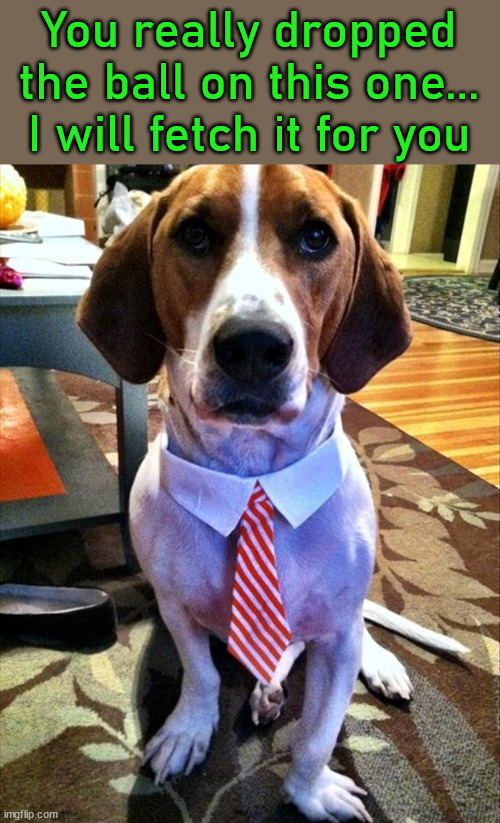 Image tagged in dogs Imgflip