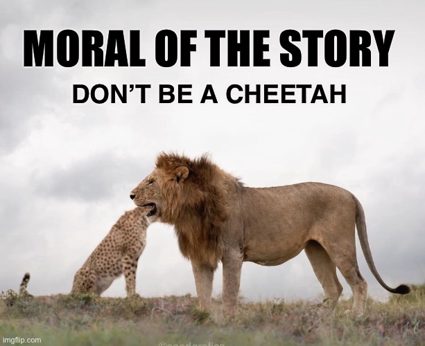 lion Memes & GIFs Imgflip