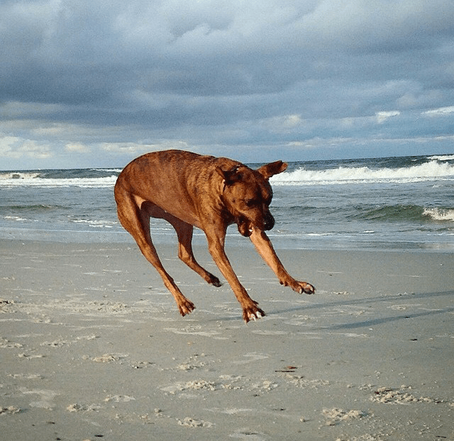 Surprised dog jumping Memes Imgflip