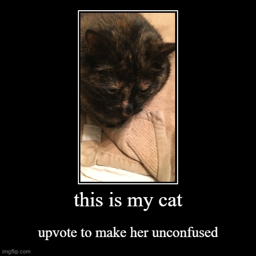 this is my cat now approve Imgflip