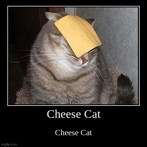 Cheese Cat Imgflip