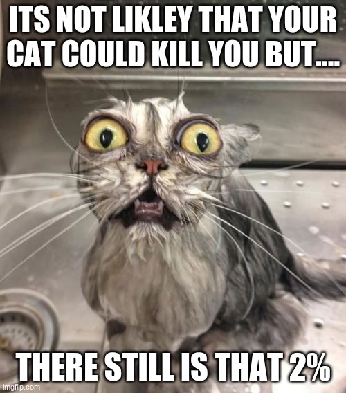 Image tagged in wet scary cat Imgflip