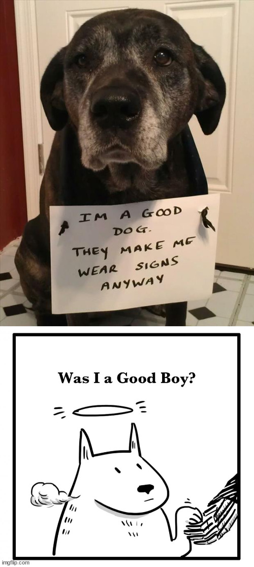Image tagged in was i a good boy,dogs Imgflip