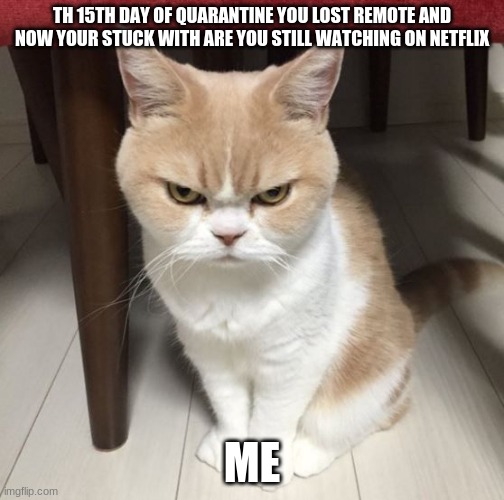 Image tagged in mad cat Imgflip