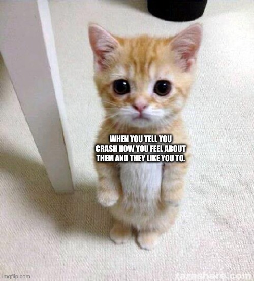 Cute Cat Meme Imgflip