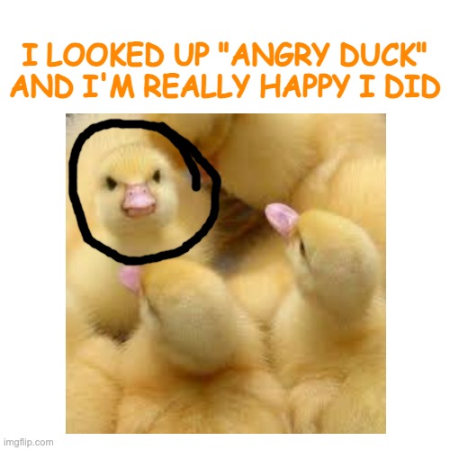 Ducks are adorable!!! Imgflip