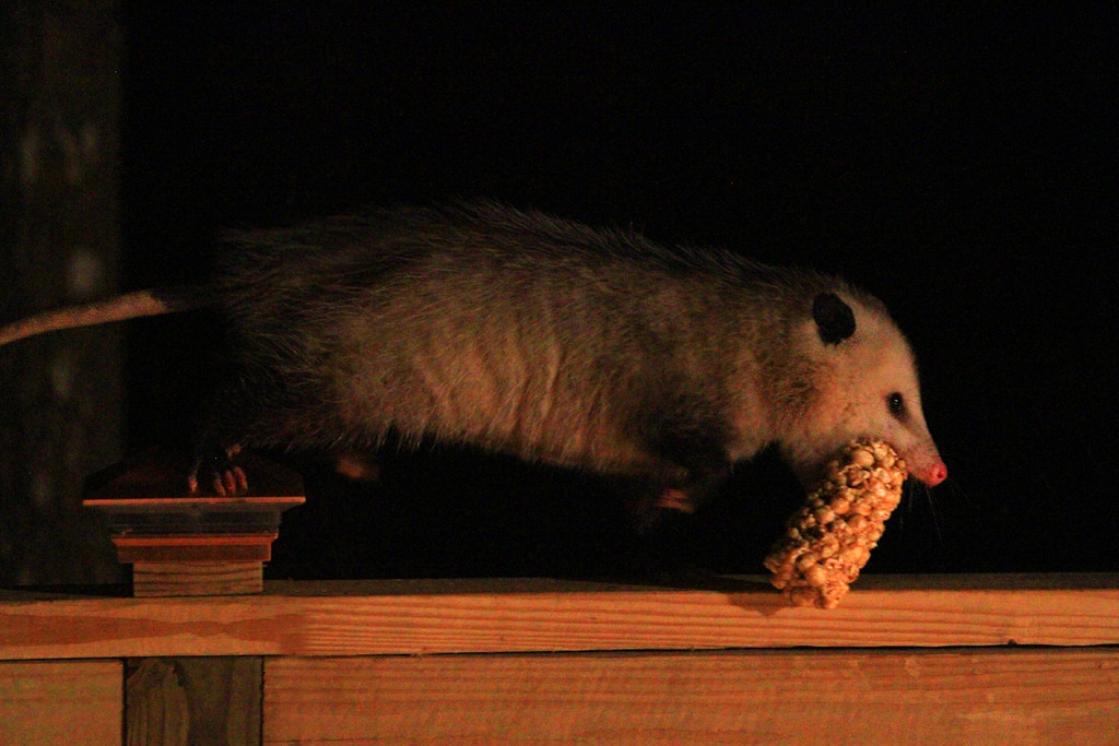 Possum with nut roll Blank Template Imgflip