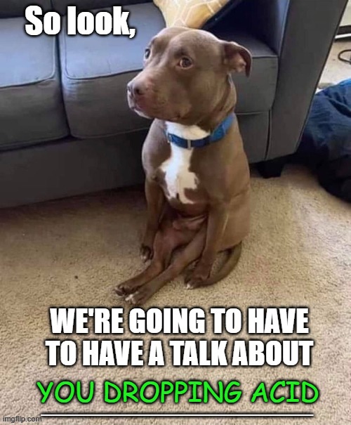 What did you eat?! Acid? Imgflip