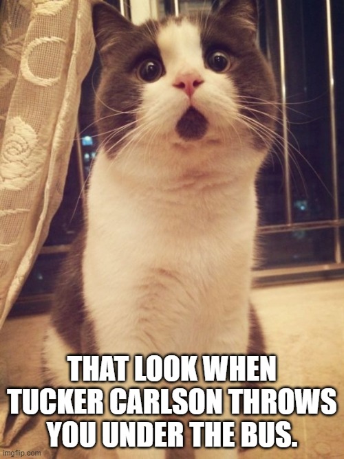 Cat Shocked look! Imgflip