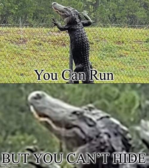 Floridian Alligator Imgflip