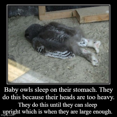 Baby owls sleep on their stomach. They do this because their heads are
