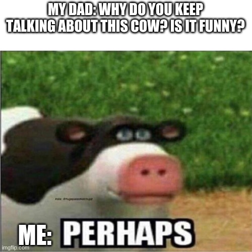 Perhaps Cow Memes Imgflip
