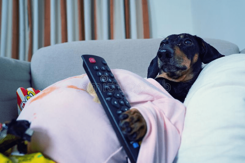 dog with remote Blank Template Imgflip