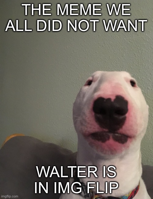 Walter Imgflip
