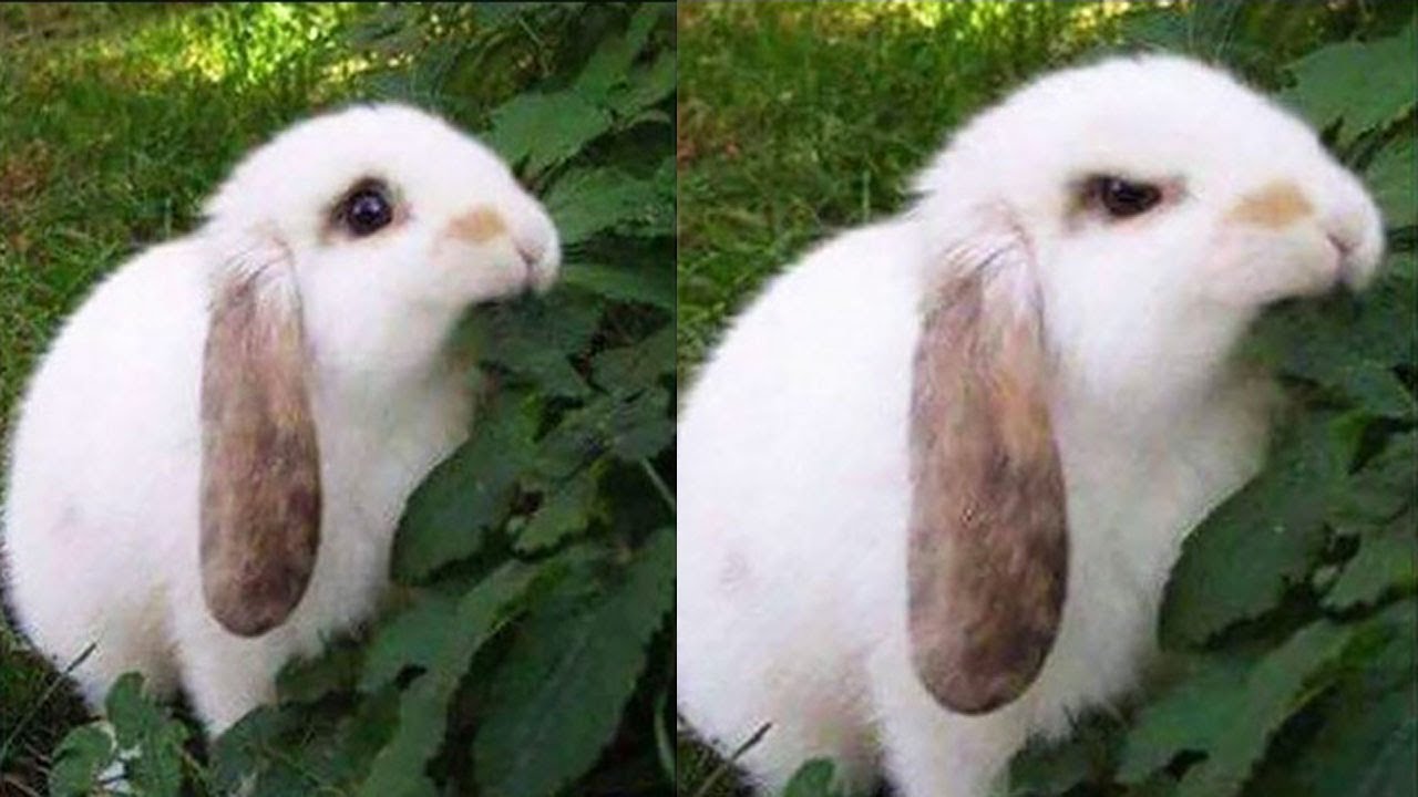 Bunny Biting Leaf Memes Imgflip