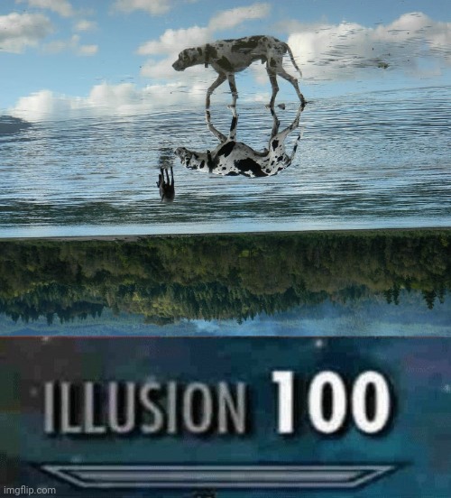 Dog walking on water Imgflip