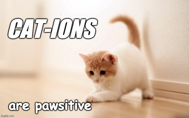 Cations are pawsitive Imgflip