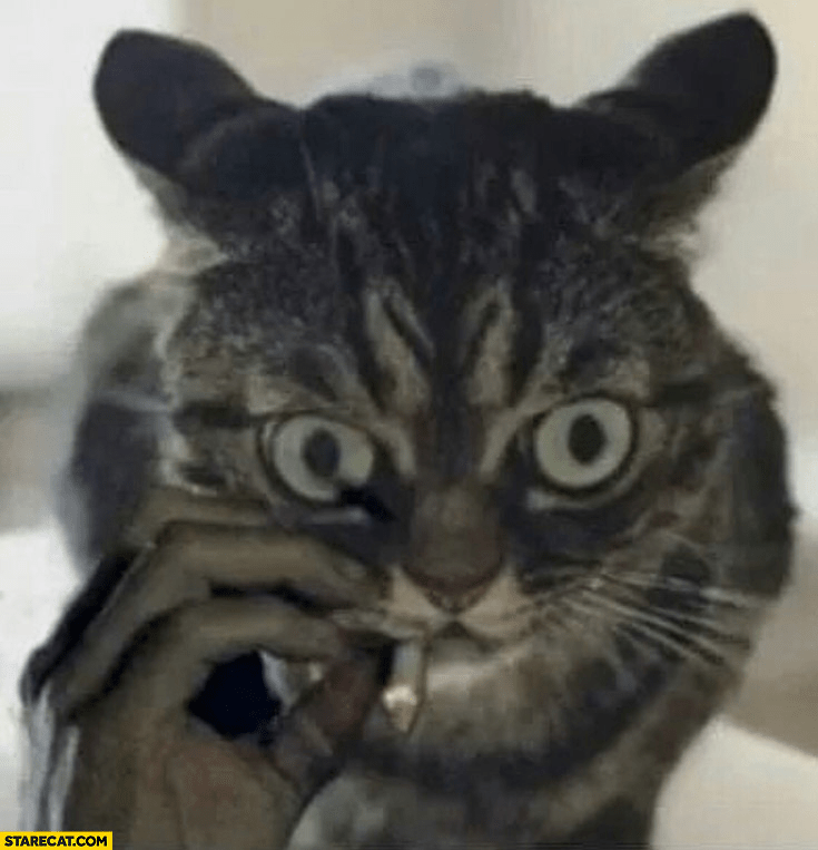 Smoking cat looks like Matthew Mcconaughey Blank Template Imgflip