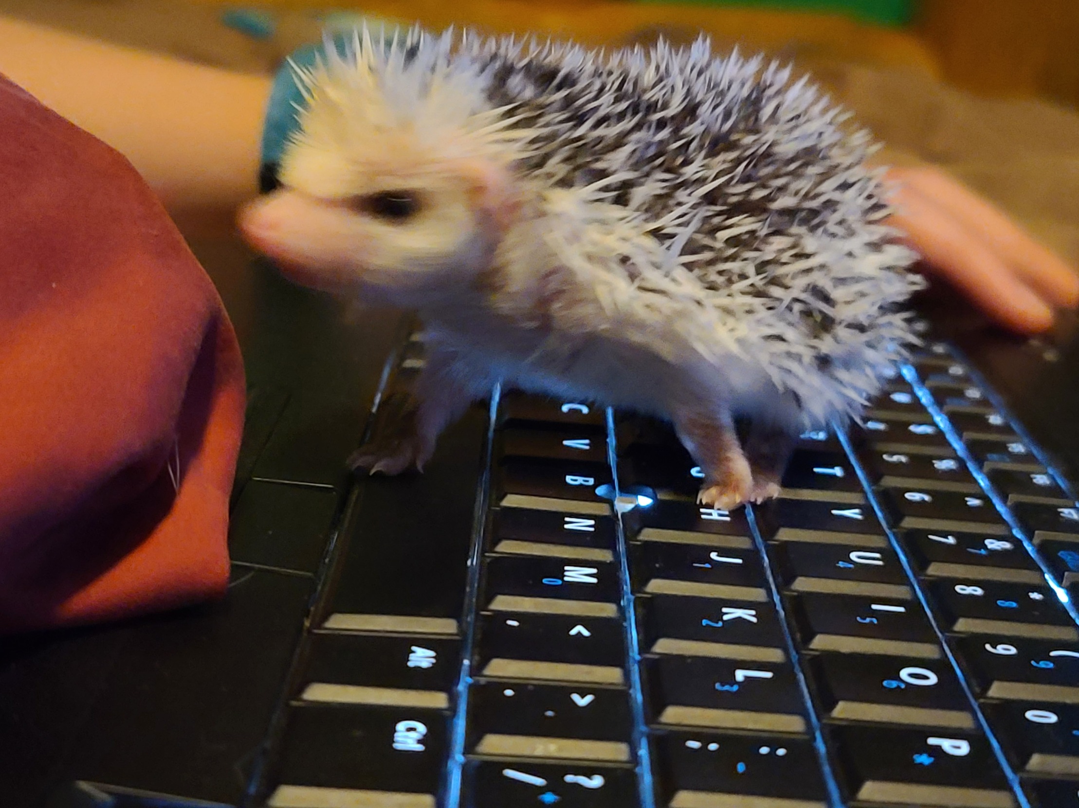 Angry Hedgehog Blank Template Imgflip