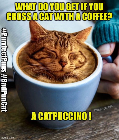 Bad Pun Cat Imgflip
