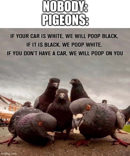 Pigeons in a nutshell Imgflip