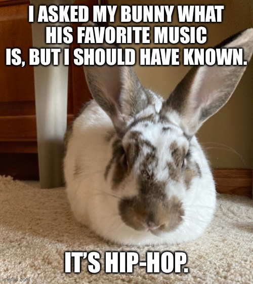 Bunny Pun Imgflip