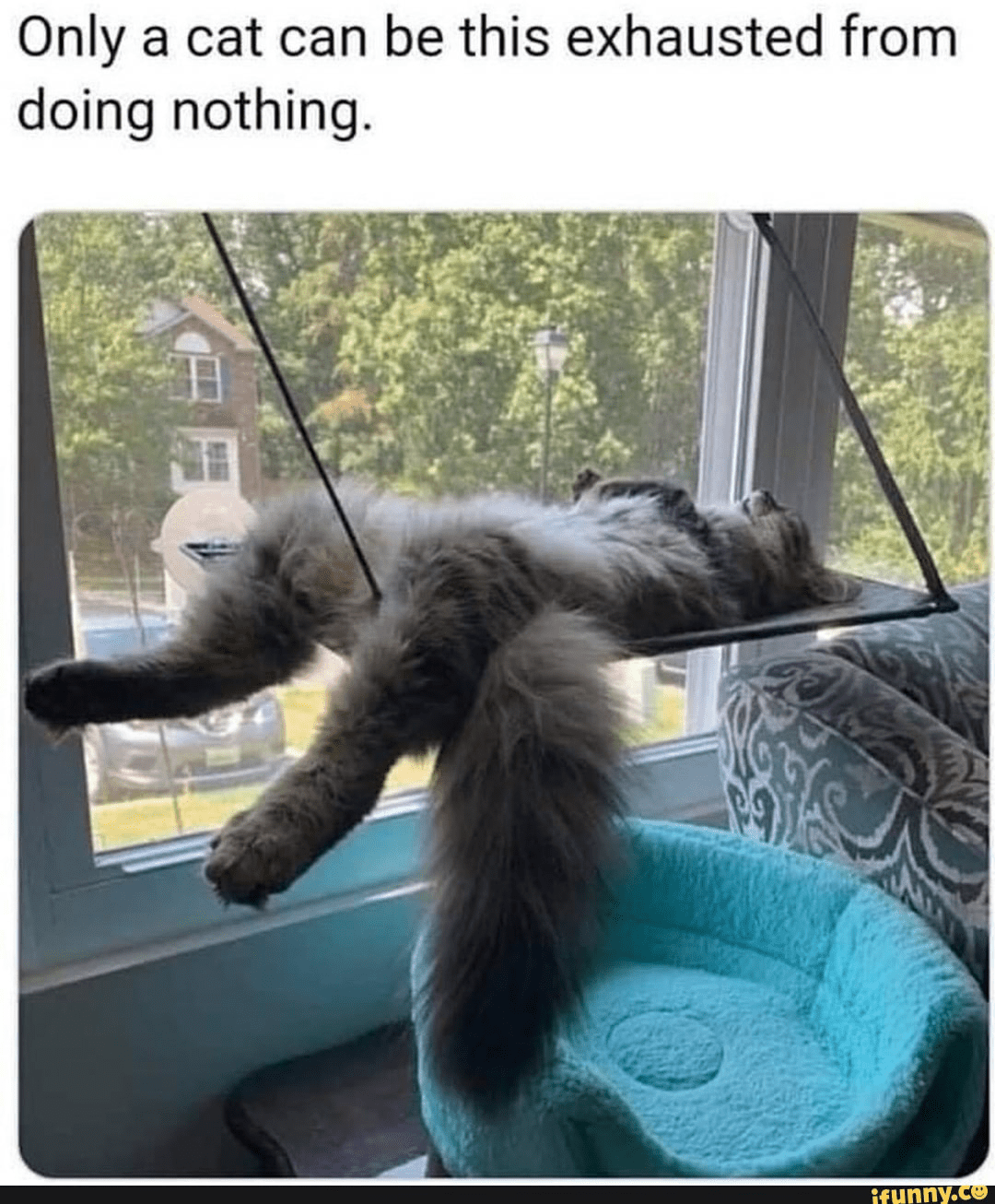Cat sleeping exhausted from doing nothing Blank Template Imgflip