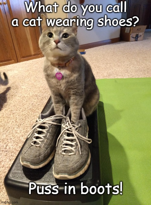 a cat wearing shoes Imgflip