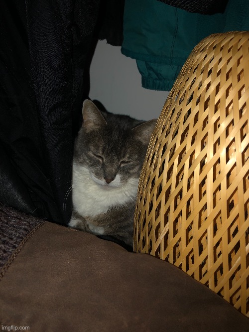 My cat was in the corner of my closet Imgflip