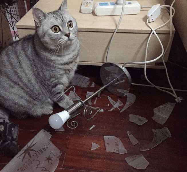 Shocked cat and broken lamp Blank Template Imgflip