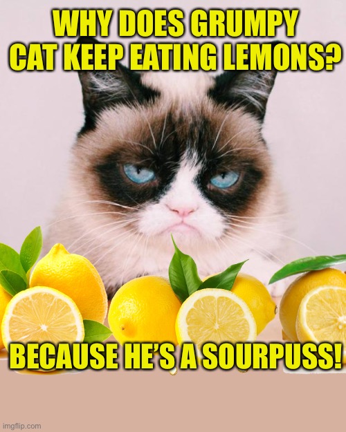 Bad Pun Grumpy Cat Imgflip