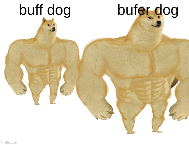 Image tagged in buff doge Imgflip