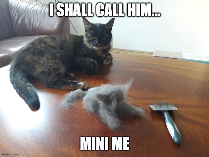 Mini Me Cat Imgflip