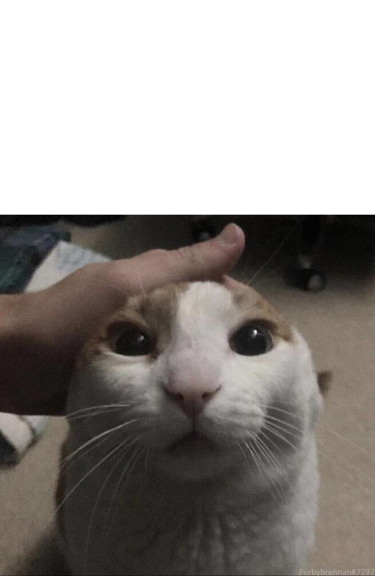 Petting Meme Generator Gif Best Gif Maker Animation Maker Gif Creator