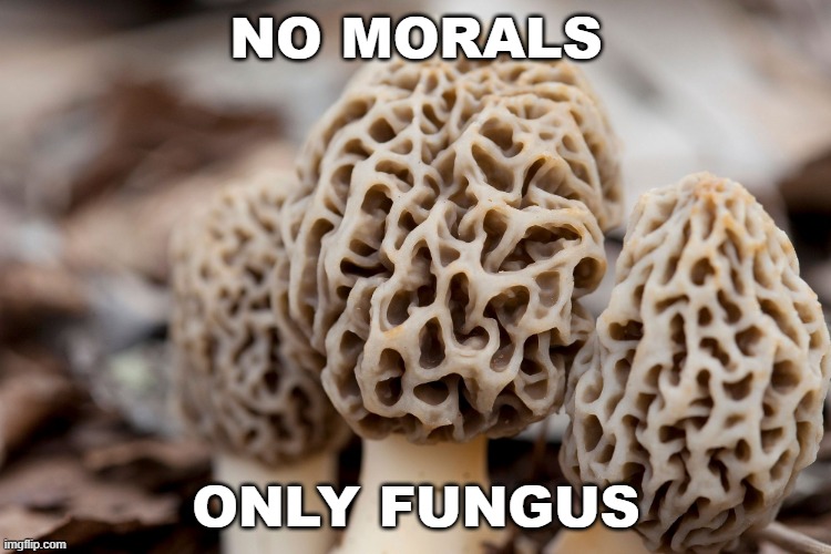 mushroom Memes & GIFs Imgflip