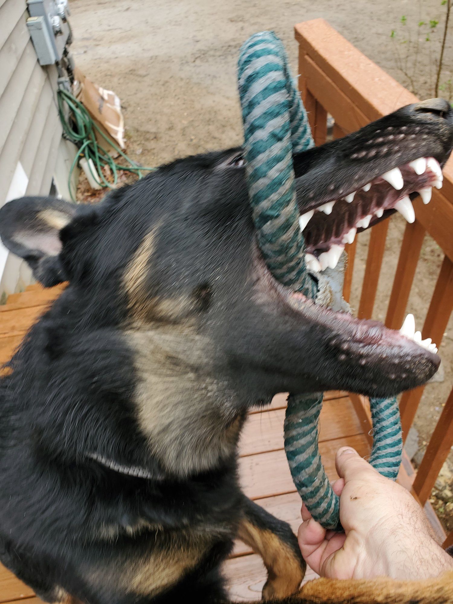 Dog Biting Rope Blank Template Imgflip