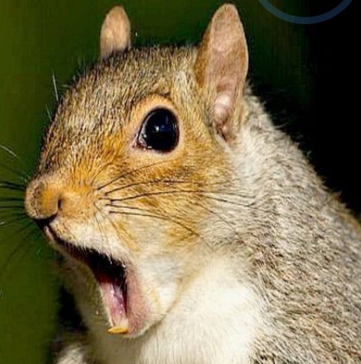 Squirrel Blank Template Imgflip
