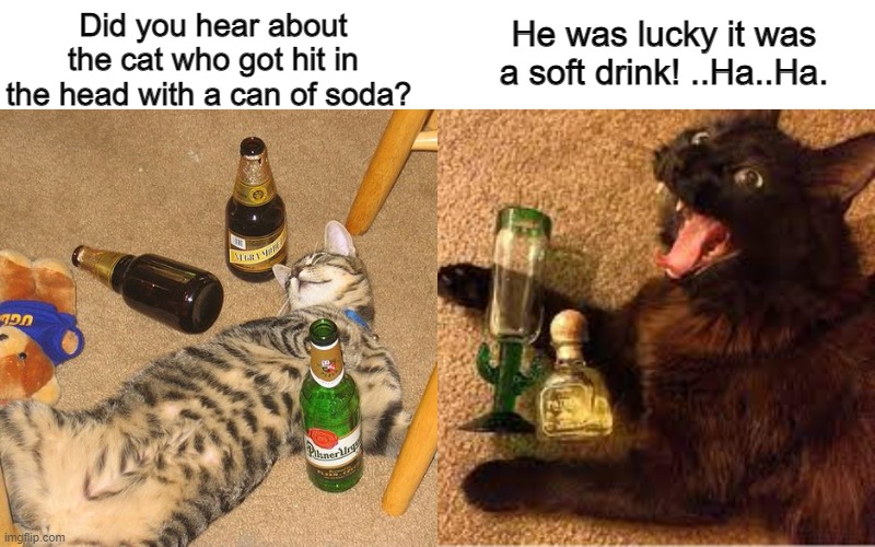 Drunken cats Imgflip